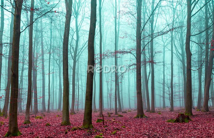 Fototapete Zauber Wald in rot und türkis