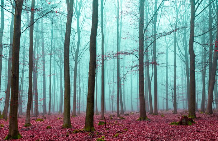 Fototapete Zauber Wald in rot und türkis