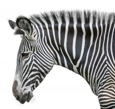 Zebra Afrika auf weißem Hintergrund