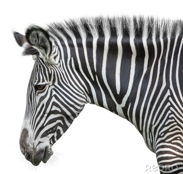 Fototapete Zebra Afrika auf weißem Hintergrund