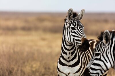 Fototapete Zebra auf braunen Gräsern