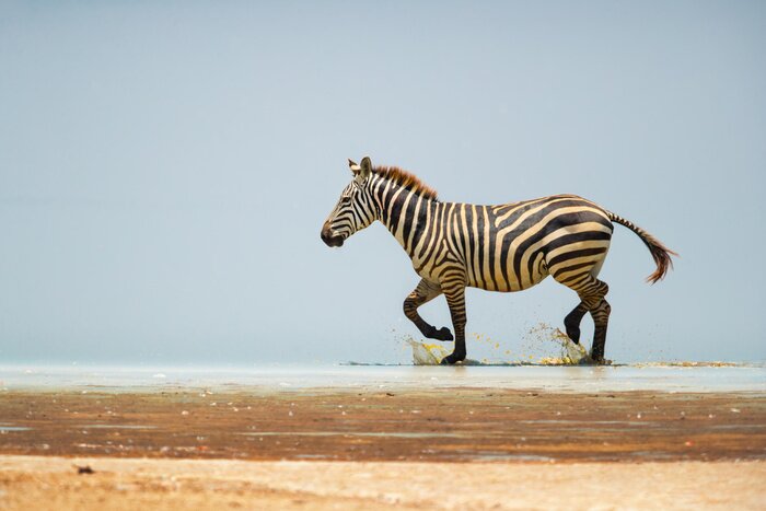 Fototapete Zebra auf der Landschaft