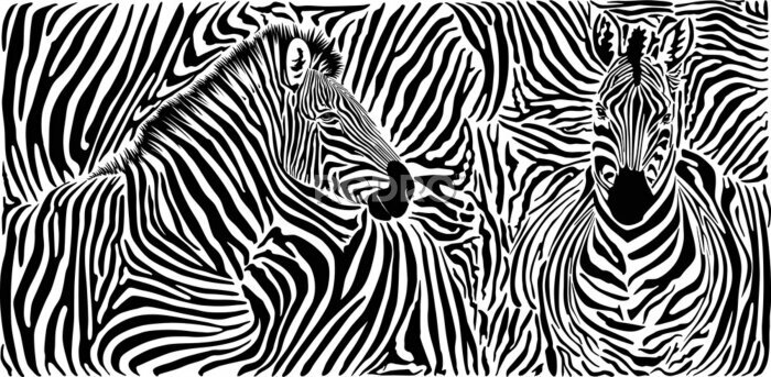 Fototapete Zebra auf gestreiftem Hintergrund