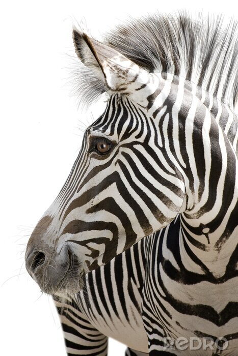 Fototapete Zebra auf weißem Hintergrund