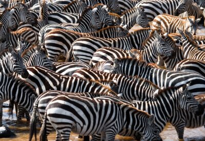 Fototapete Zebra-Herde in Tansania