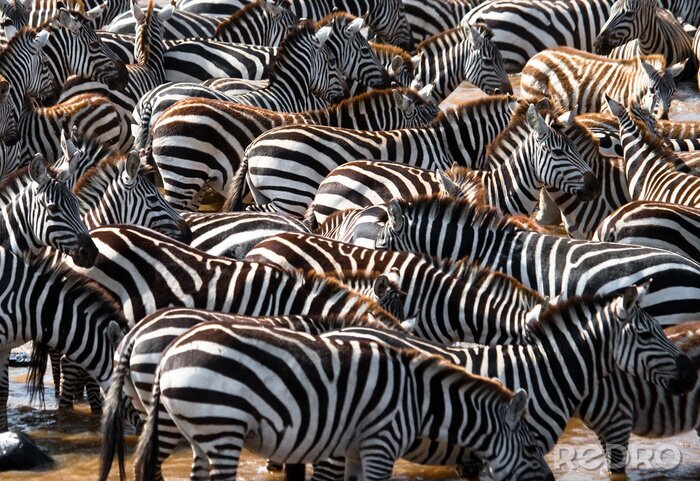 Fototapete Zebra-Herde in Tansania
