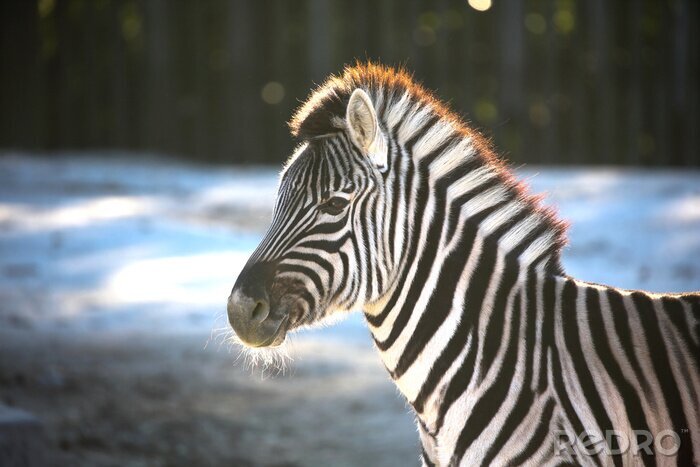 Fototapete Zebra im Schnee
