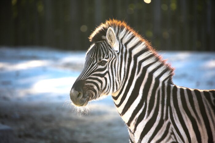 Fototapete Zebra im Schnee