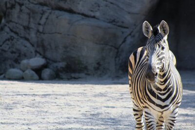 Fototapete Zebra im Zoo