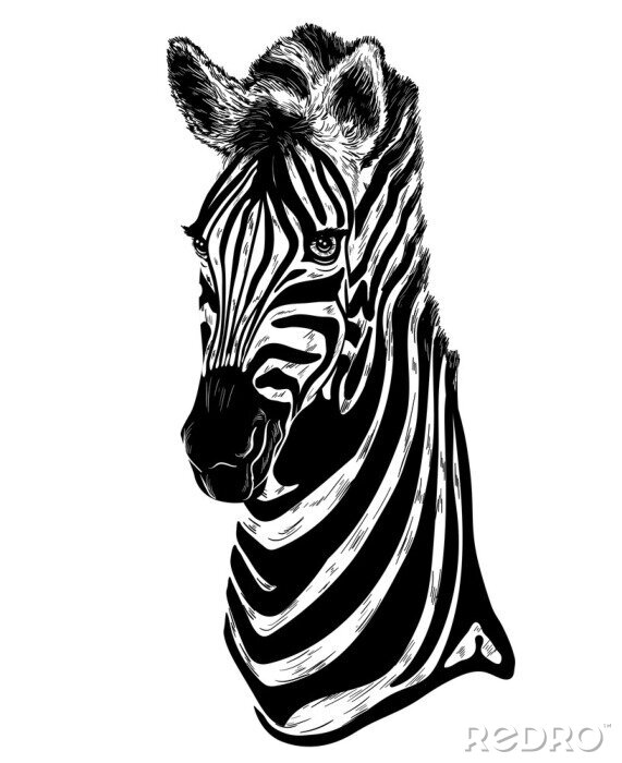 Fototapete Zebra in einer Zeichnung