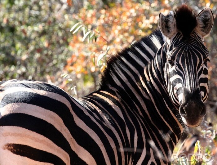 Fototapete zebra Krüger Nationalpark Südafrika