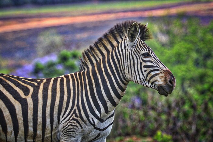 Fototapete Zebra mit bunten Blumen