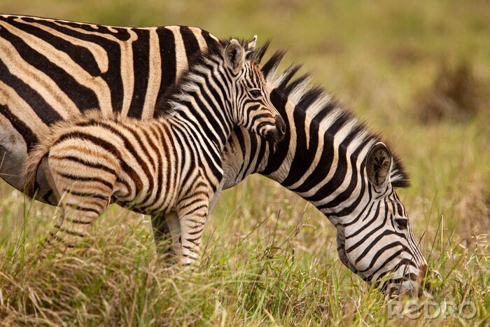 Fototapete Zebra mit einem kleinen Kind