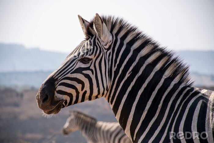 Fototapete Zebra-Profil auf verschwommenem Hintergrund