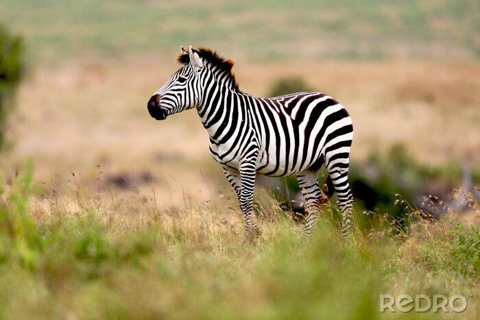 Fototapete Zebra-Profil mit Tansania im Hintergrund