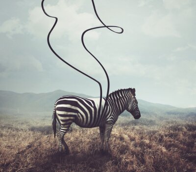 Fototapete Zebra und streifen