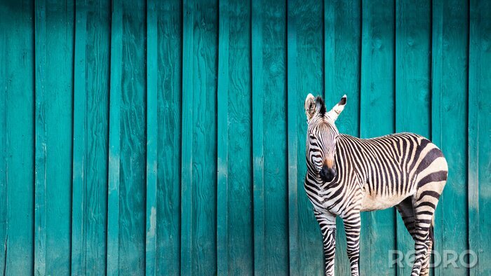 Fototapete Zebra vor dem Hintergrund einer blauen Wand