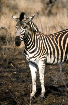 Zebra vor einem Hintergrund aus hohem Gras