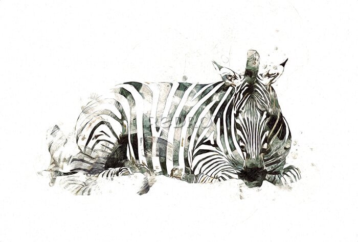 Fototapete Zebra wie gemalt auf weißem Hintergrund