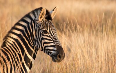 Fototapete Zebra zwischen den Gräsern