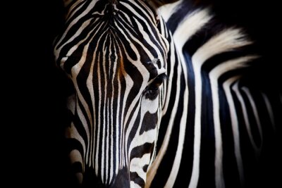 Fototapete Zebraauge auf dunklem Hintergrund