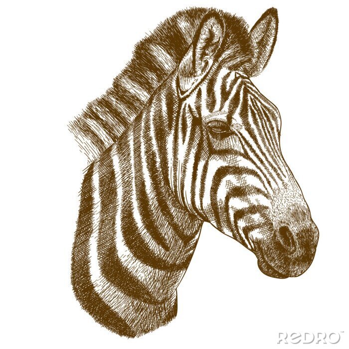 Fototapete Zebrakopf auf einer Zeichnung