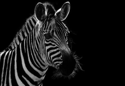 Fototapete Zebraprofil auf schwarzem Hintergrund