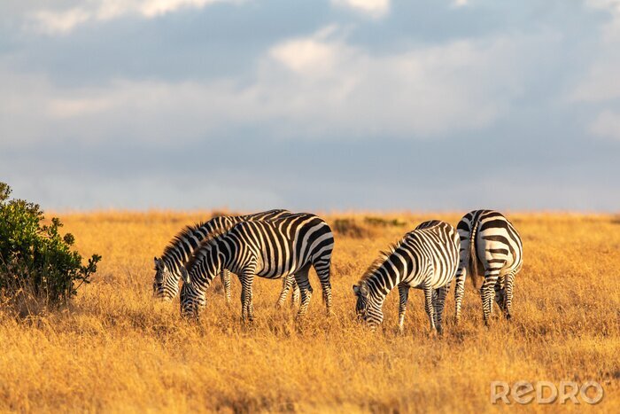 Fototapete Zebras am Himmel