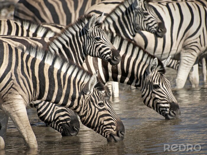 Fototapete Zebras an Wassertränke