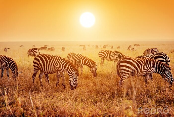 Fototapete Zebras auf afrikanischer Safari