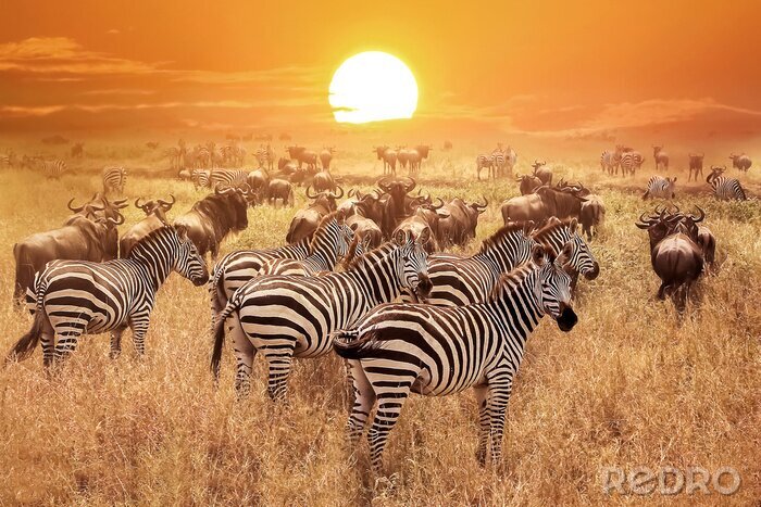 Fototapete Zebras bei Sonnenuntergang
