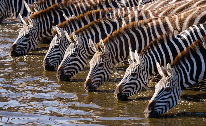 Fototapete Zebras beim Wassertrinken