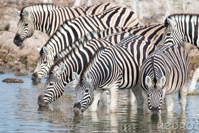 Fototapete Zebras beim Wassertrinken aus einer Quelle