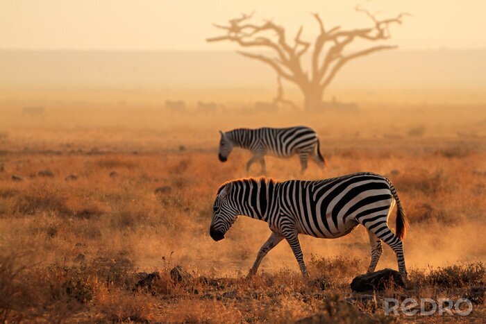 Fototapete Zebras gehen durch Staub