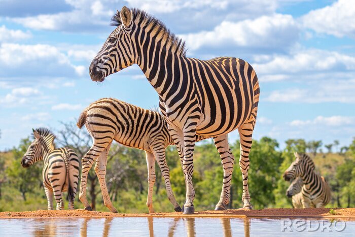 Fototapete Zebras im afrikanischen Naturschutzgebiet