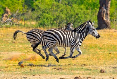 Fototapete Zebras im Galopp