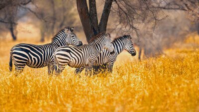 Fototapete Zebras im Orangengras