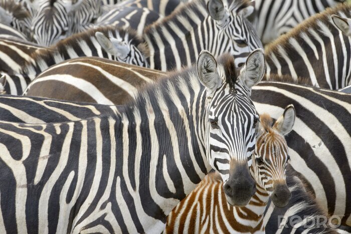 Fototapete Zebras im Serengeti-Park