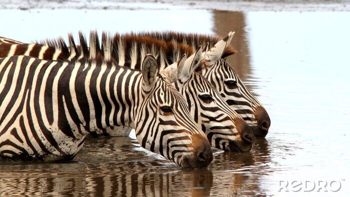 Fototapete Zebras im Wasser