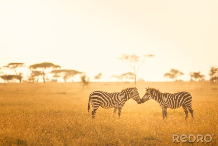 Fototapete Zebras in der afrikanischen Landschaft