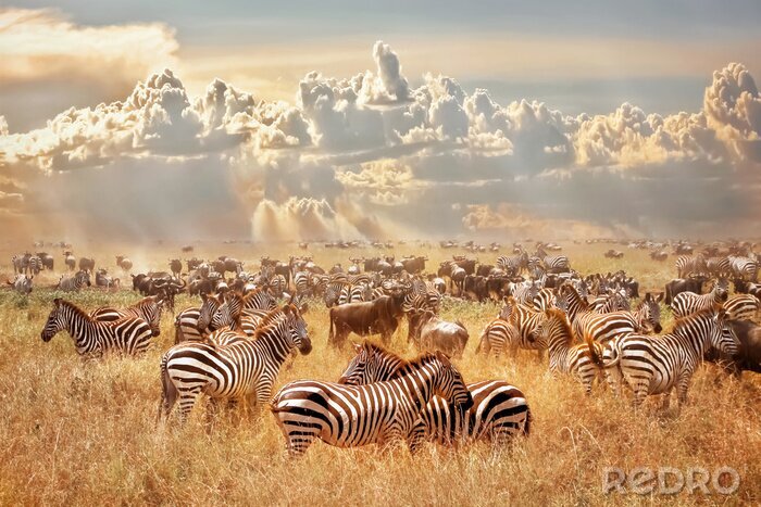 Fototapete Zebras in der Herde bei Sonnenuntergang