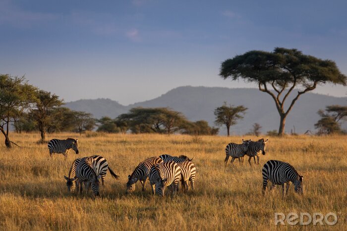 Fototapete Zebras in der Savanne