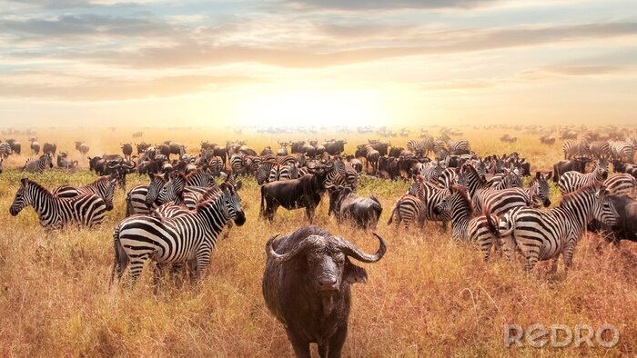 Fototapete Zebras in der Savanne in Afrika