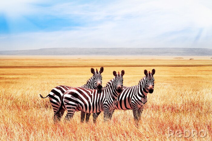 Fototapete Zebras in der Savanne in Tansania