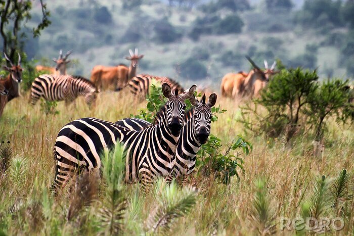 Fototapete Zebras in einem Nationalpark