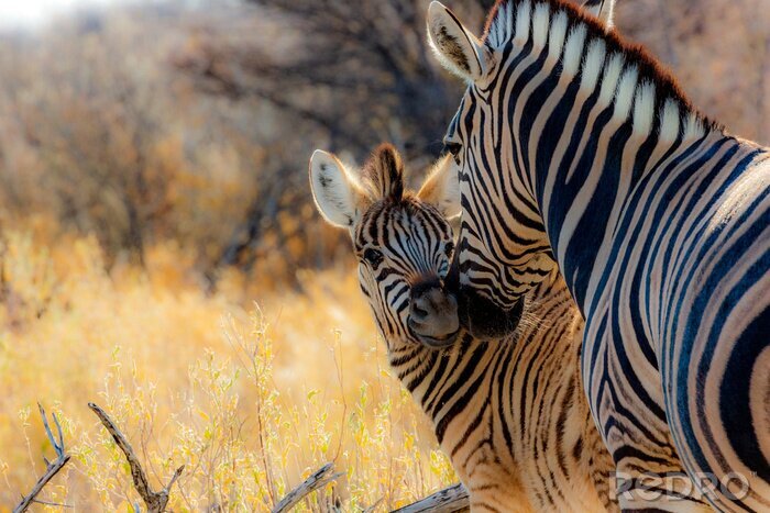 Fototapete Zebras in Namibia