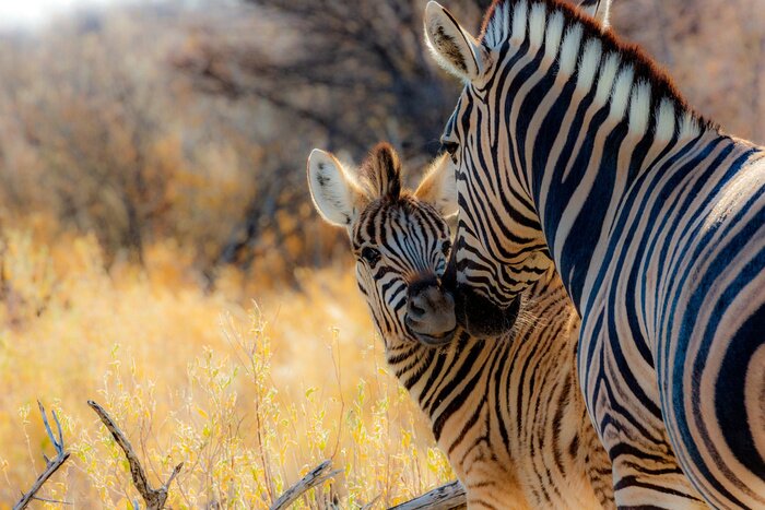 Fototapete Zebras in Namibia