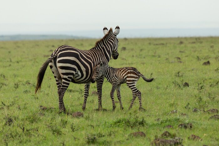 Fototapete Zebras laufen auf grünem Gras