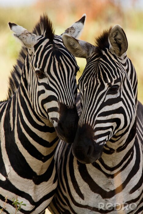 Fototapete Zebras umarmen