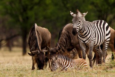 Zebras und Gnu